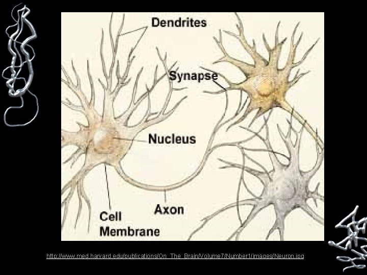 http: //www. med. harvard. edu/publications/On_The_Brain/Volume 7/Number 1/images/Neuron. jpg 