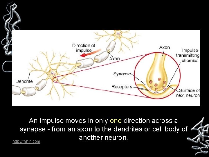 An impulse moves in only one direction across a synapse - from an axon