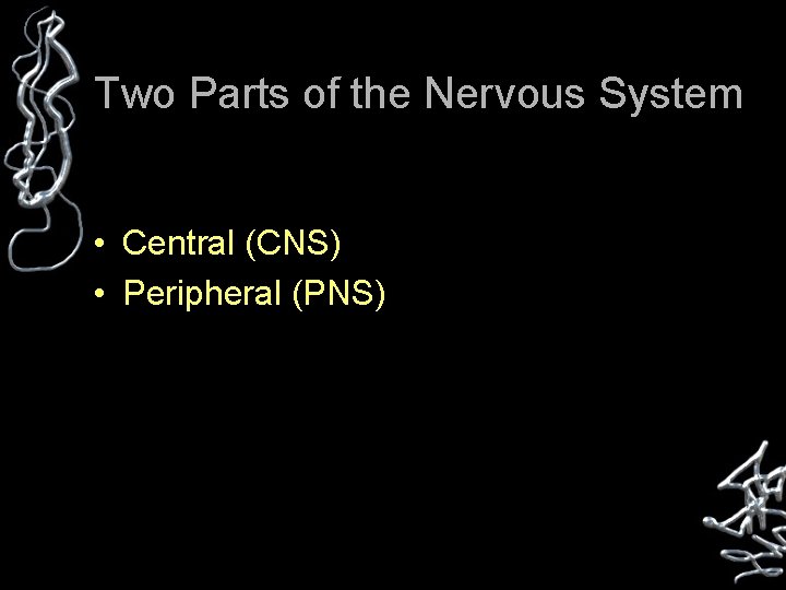 Two Parts of the Nervous System • Central (CNS) • Peripheral (PNS) 