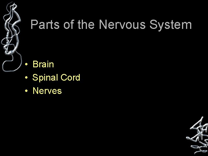 Parts of the Nervous System • Brain • Spinal Cord • Nerves 