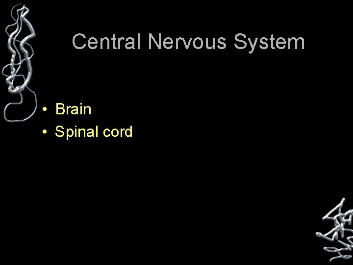Central Nervous System • Brain • Spinal cord 