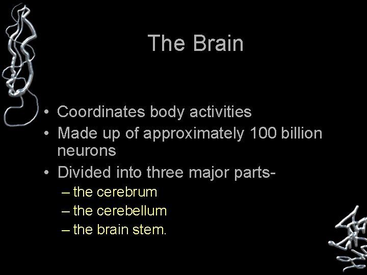 The Brain • Coordinates body activities • Made up of approximately 100 billion neurons