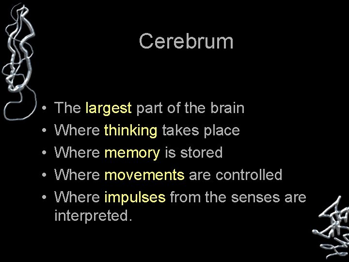 Cerebrum • • • The largest part of the brain Where thinking takes place