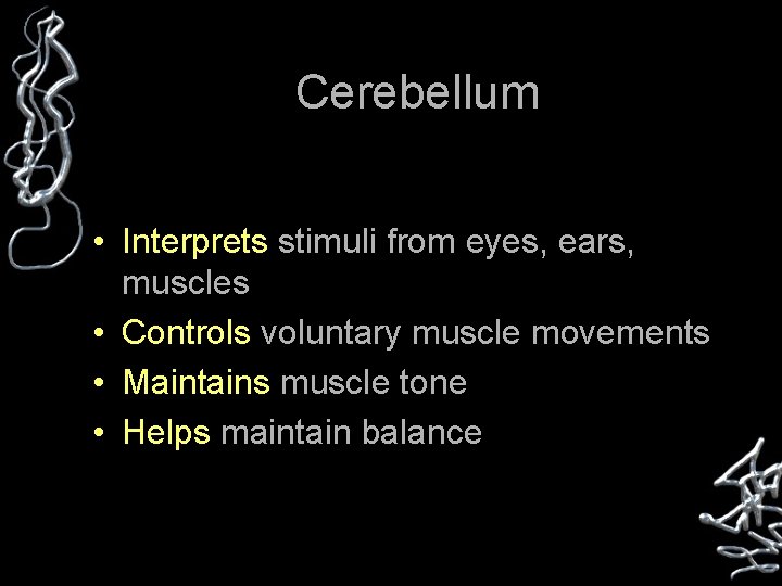 Cerebellum • Interprets stimuli from eyes, ears, muscles • Controls voluntary muscle movements •