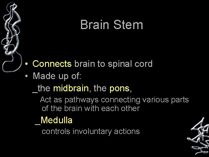 Brain Stem • Connects brain to spinal cord • Made up of: _the midbrain,