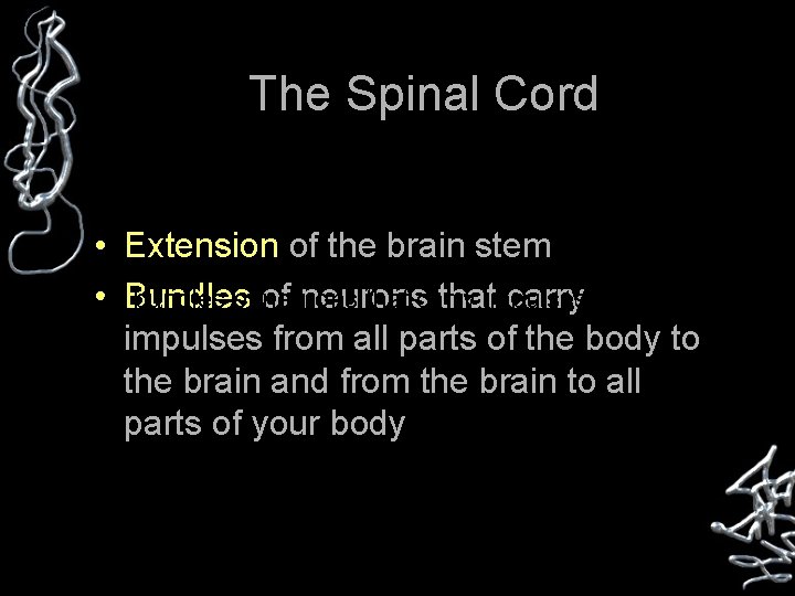 The Spinal Cord • Extension of the brain stem • Bundles of neurons that