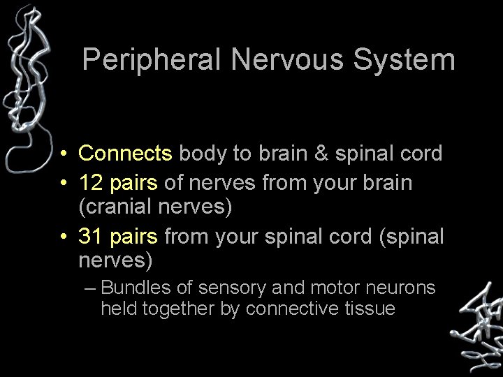 Peripheral Nervous System • Connects body to brain & spinal cord • 12 pairs