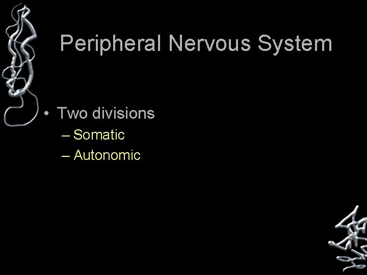 Peripheral Nervous System • Two divisions – Somatic – Autonomic 