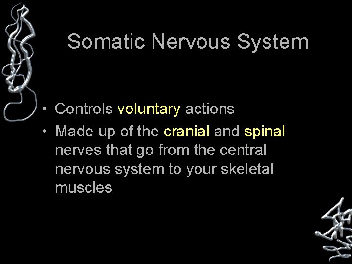 Somatic Nervous System • Controls voluntary actions • Made up of the cranial and