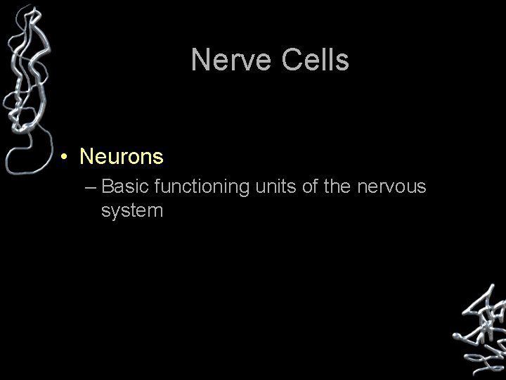 Nerve Cells • Neurons – Basic functioning units of the nervous system 