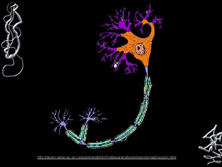  http: //ilearn. senecac. on. ca/aahs/health/IHP/ottawa/anatomy/neuron/map/neuron. html 