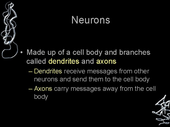 Neurons • Made up of a cell body and branches called dendrites and axons