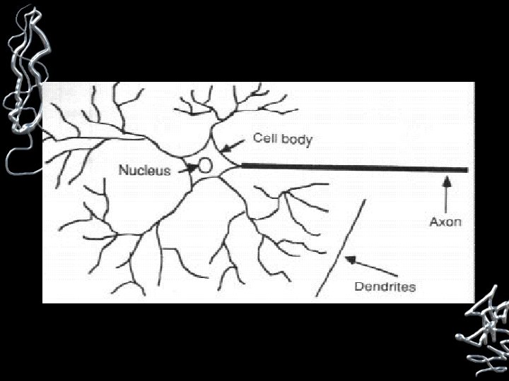 Any message carried by a neuron is called an impulse 