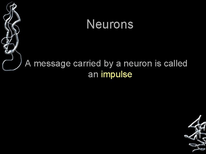 Neurons A message carried by a neuron is called an impulse 