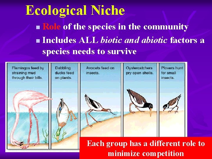 Ecological Niche Role of the species in the community n Includes ALL biotic and