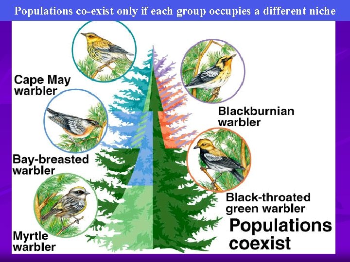 Populations co-exist only if each group occupies a different niche 