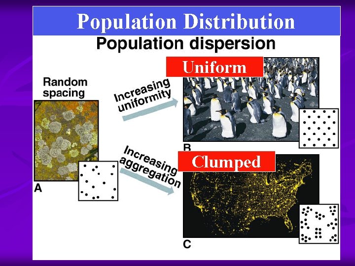 Population Distribution Uniform Clumped 