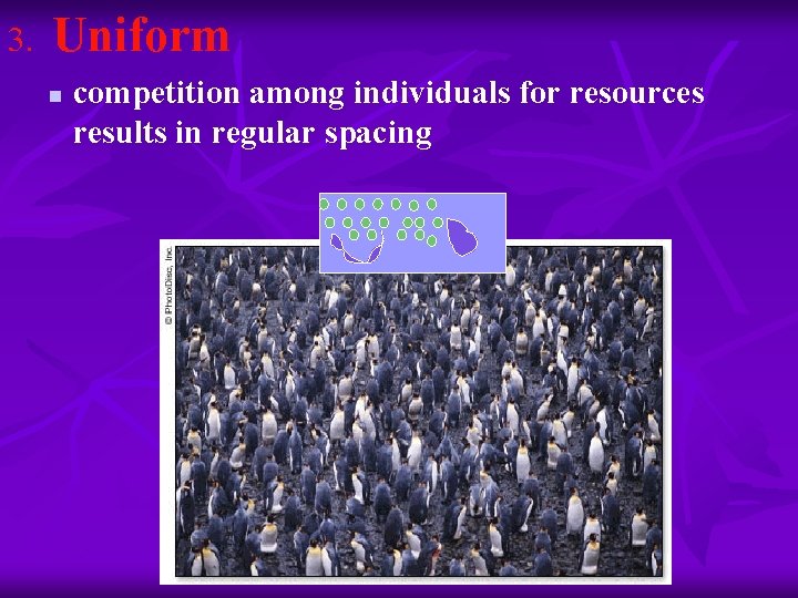 3. Uniform n competition among individuals for resources results in regular spacing 