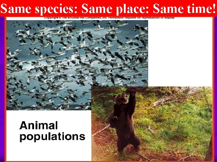 Same species: Same place: Same time! 