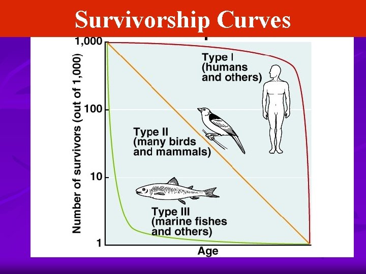 Survivorship Curves 