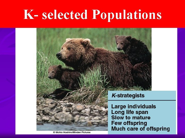 K- selected Populations 