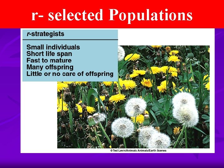r- selected Populations 