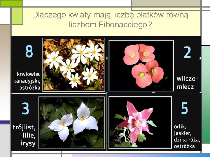 Dlaczego kwiaty mają liczbę płatków równą liczbom Fibonacciego? 