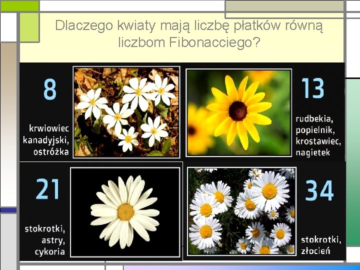 Dlaczego kwiaty mają liczbę płatków równą liczbom Fibonacciego? 