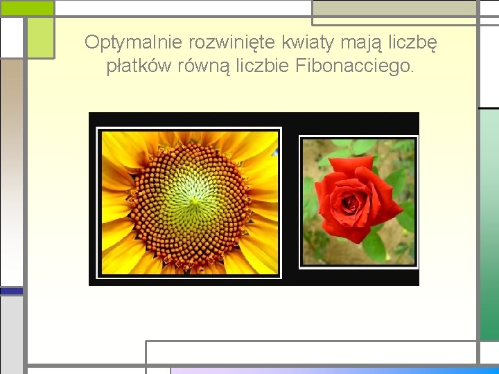 Optymalnie rozwinięte kwiaty mają liczbę płatków równą liczbie Fibonacciego. 