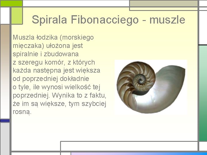 Spirala Fibonacciego - muszle Muszla łodzika (morskiego mięczaka) ułożona jest spiralnie i zbudowana z