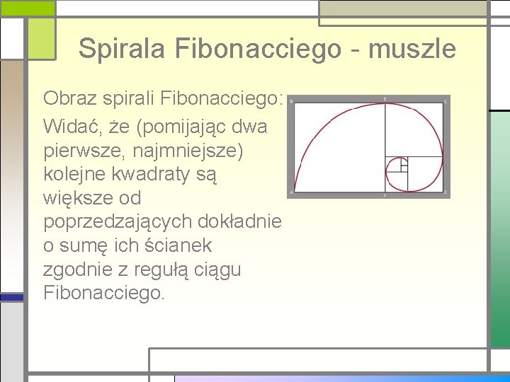 Spirala Fibonacciego - muszle Obraz spirali Fibonacciego: Widać, że (pomijając dwa pierwsze, najmniejsze) kolejne
