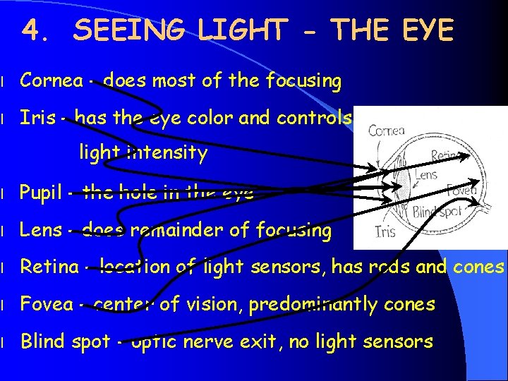 4. SEEING LIGHT - THE EYE l Cornea - does most of the focusing