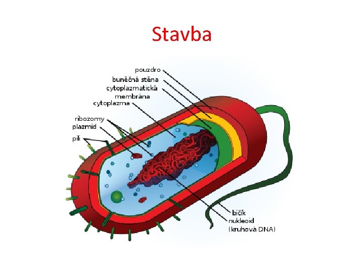 Stavba 