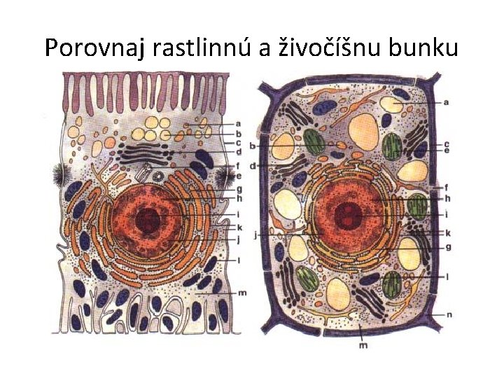 Porovnaj rastlinnú a živočíšnu bunku 