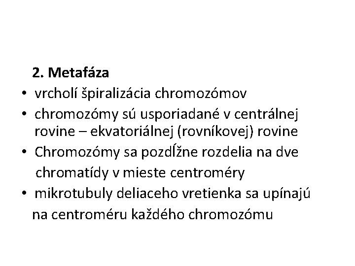 2. Metafáza • vrcholí špiralizácia chromozómov • chromozómy sú usporiadané v centrálnej rovine –