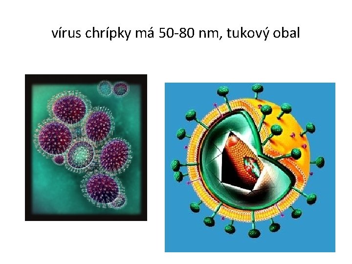 vírus chrípky má 50 -80 nm, tukový obal 