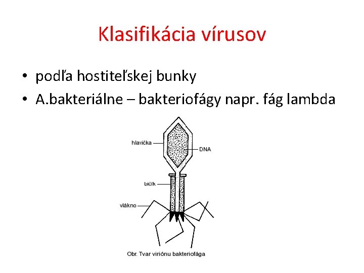 Klasifikácia vírusov • podľa hostiteľskej bunky • A. bakteriálne – bakteriofágy napr. fág lambda