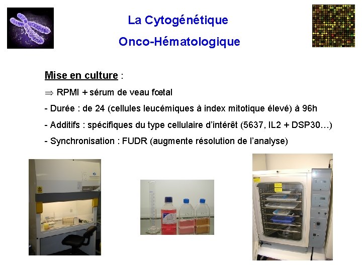La Cytogénétique Onco-Hématologique Mise en culture : Þ RPMI + sérum de veau fœtal