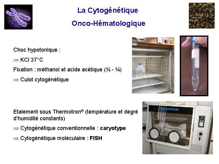 La Cytogénétique Onco-Hématologique Choc hypotonique : Þ KCl 37°C Fixation : méthanol et acide