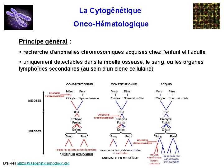 La Cytogénétique Onco-Hématologique Principe général : § recherche d’anomalies chromosomiques acquises chez l’enfant et