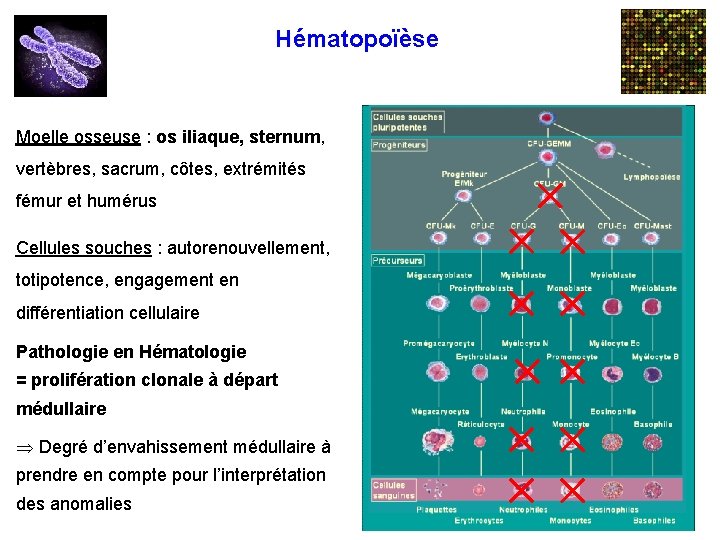 Hématopoïèse Moelle osseuse : os iliaque, sternum, vertèbres, sacrum, côtes, extrémités fémur et humérus