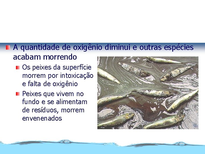 Poluição por petróleo A quantidade de oxigênio diminui e outras espécies acabam morrendo Os