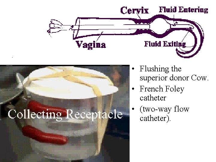  • Flushing the superior donor Cow. • French Foley catheter • (two-way flow