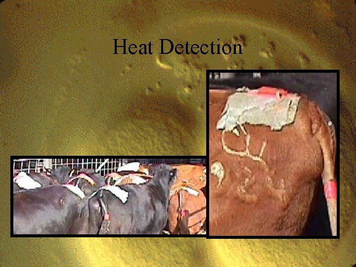 Heat Detection 