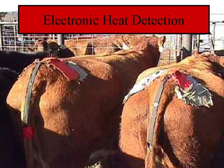 Electronic Heat Detection 