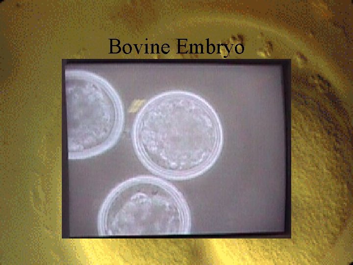 Bovine Embryo 