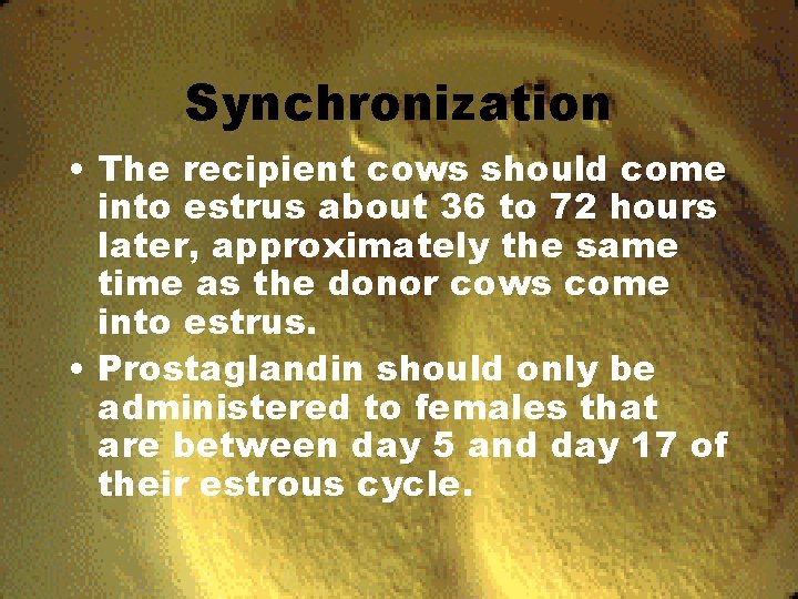 Synchronization • The recipient cows should come into estrus about 36 to 72 hours