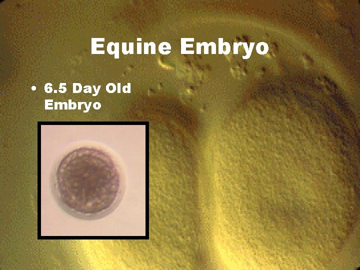 Equine Embryo • 6. 5 Day Old Embryo 