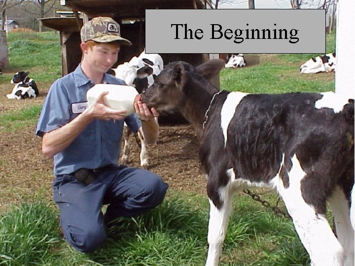 The Beginning 