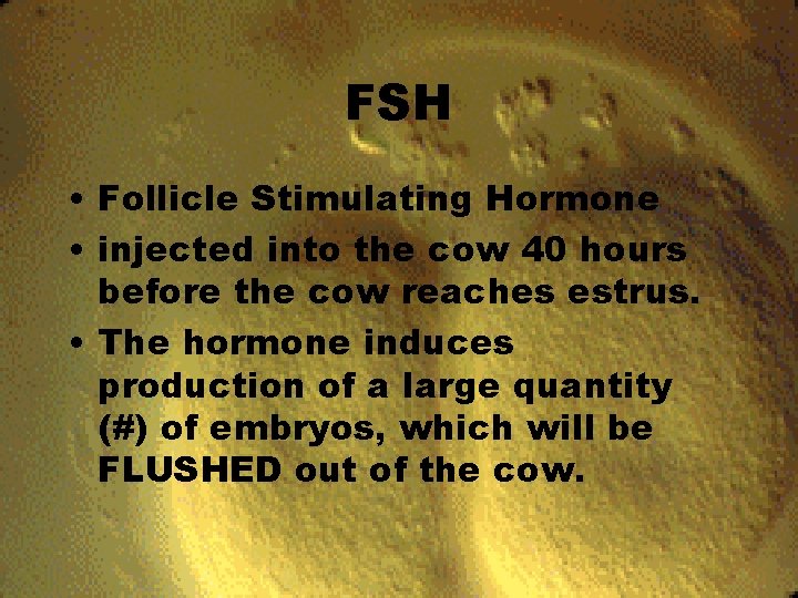 FSH • Follicle Stimulating Hormone • injected into the cow 40 hours before the